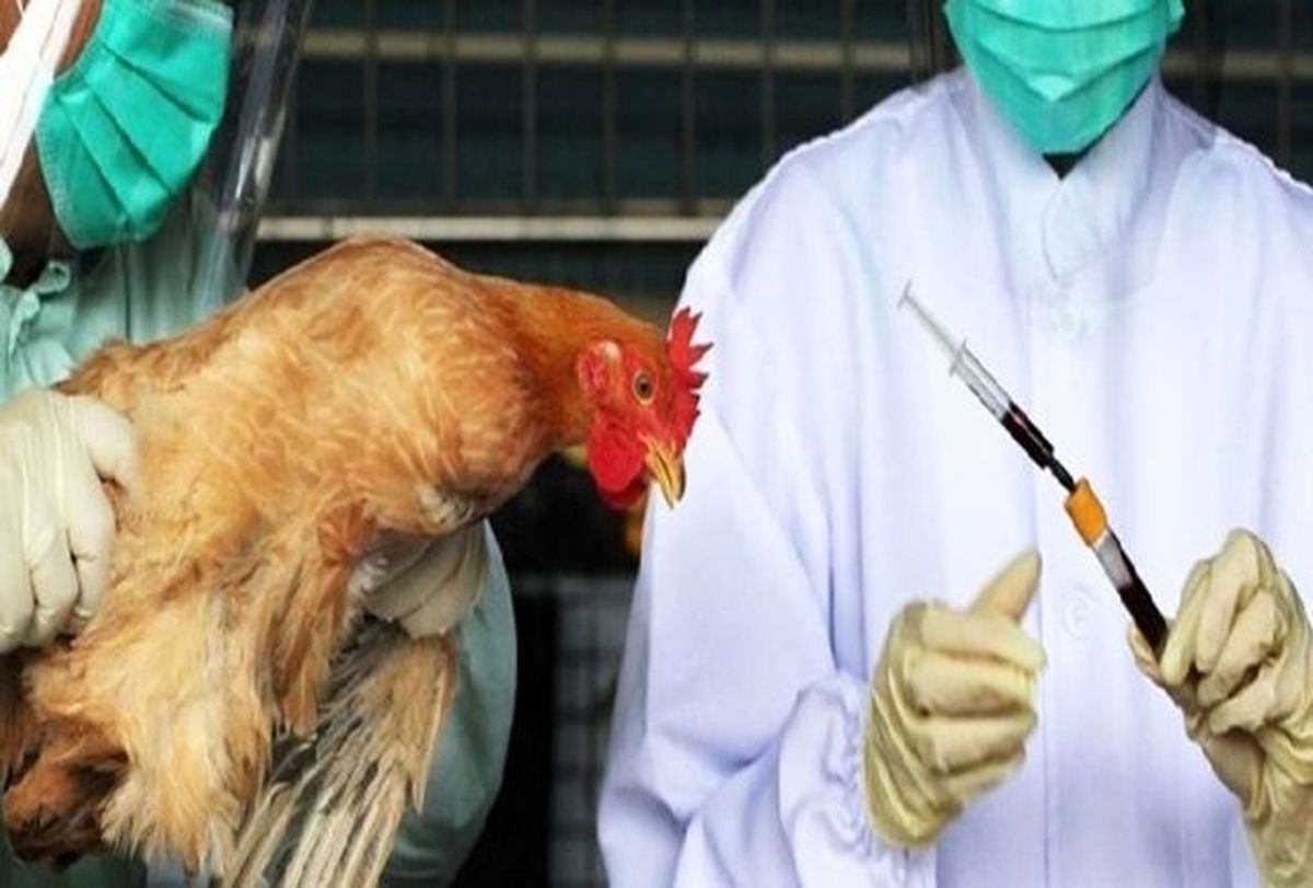 نکاتی درباره آنفلوآنزای فوق حاد پرندگان