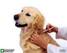 تاکید بر انجام واکسیناسیون حیوانات خانگی به منظور  پیشگیری از هاری